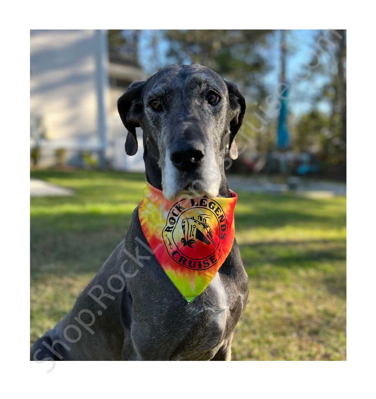 Pet (or Human!) Bandana 